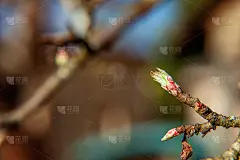 特写第一个春天温柔的叶子，芽和枝在阳光下辉映在花园或公园模糊的背景上