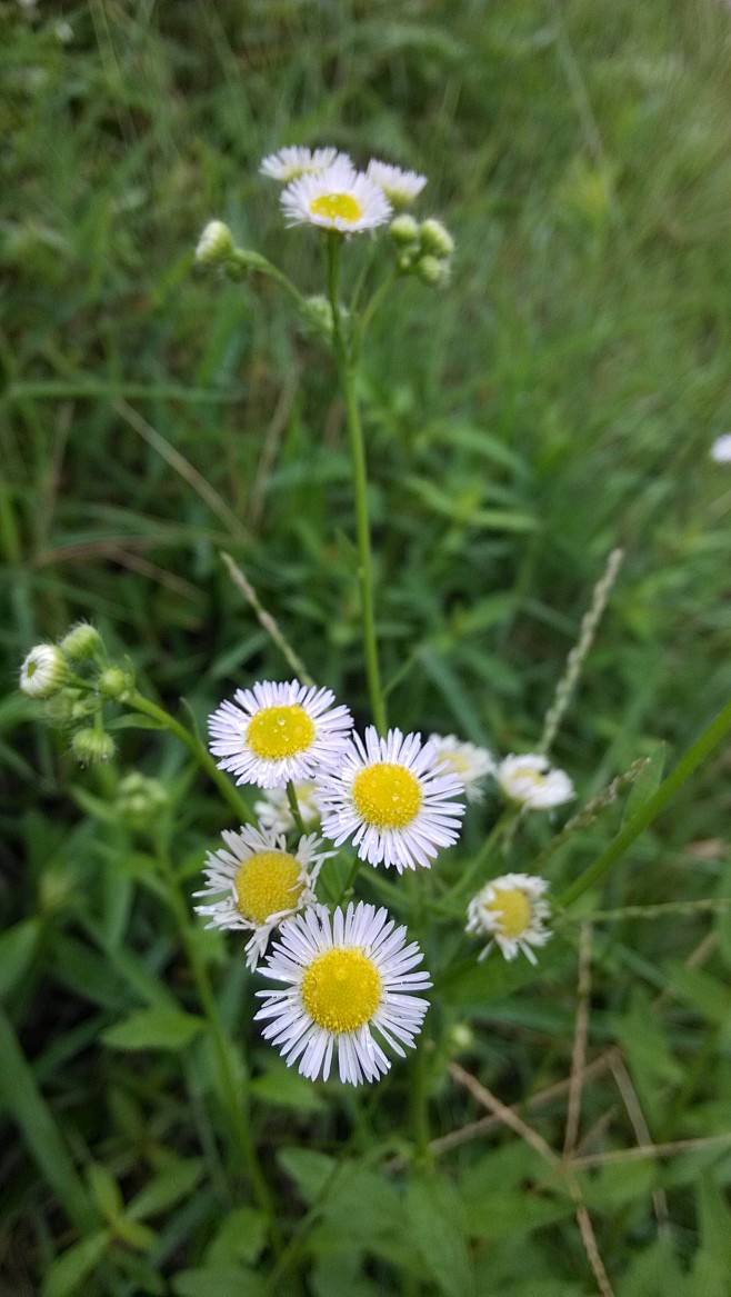 小雏菊