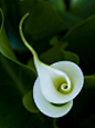 马蹄莲，
漩涡和花
calla lily, swirls and flowers