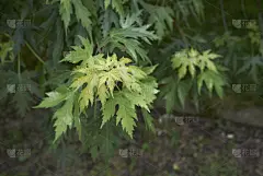 银枫树,荔枝,清新,环境,公园,色彩鲜艳,春天,植物,背景,落叶树