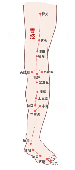 腿部经络3