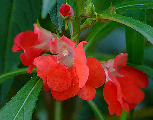 #花瓣花语录#凤仙花-又名指甲花、染指甲...