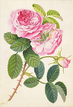 十色鸢尾花采集到手绘插画 - Pierre Joseph Redouté