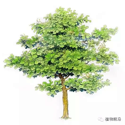 榄仁树 Terminalia catappa-花瓣网