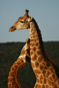 长颈鹿 动物 摄影