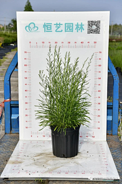 于梦兮采集到北方植物