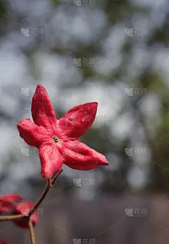 丑角光荣凉亭花或有选择性的焦点，也被称为光荣树或花生酱树，完美的壁纸