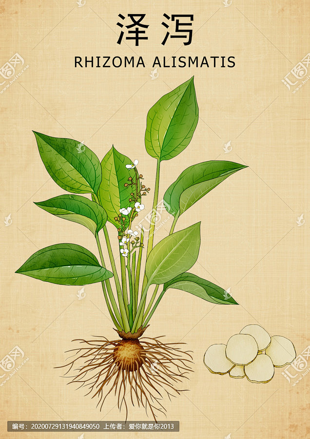 泽泻 手绘泽泻 泽泻插画 如意花 药材医草 手绘中草药 中草药包装插画 草本植物 草药包装插画 中药大全 中药插画 复古医书草药插图 中草药 ...
