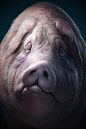 De Cabron CGI Animals : Poor animals created 100% in CGI for our client Africa, one of the main advertising agencies in Brazil.