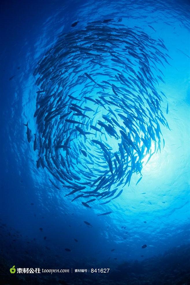 海洋鱼类深海鱼群素材