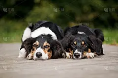 两狗边境牧羊犬肖像