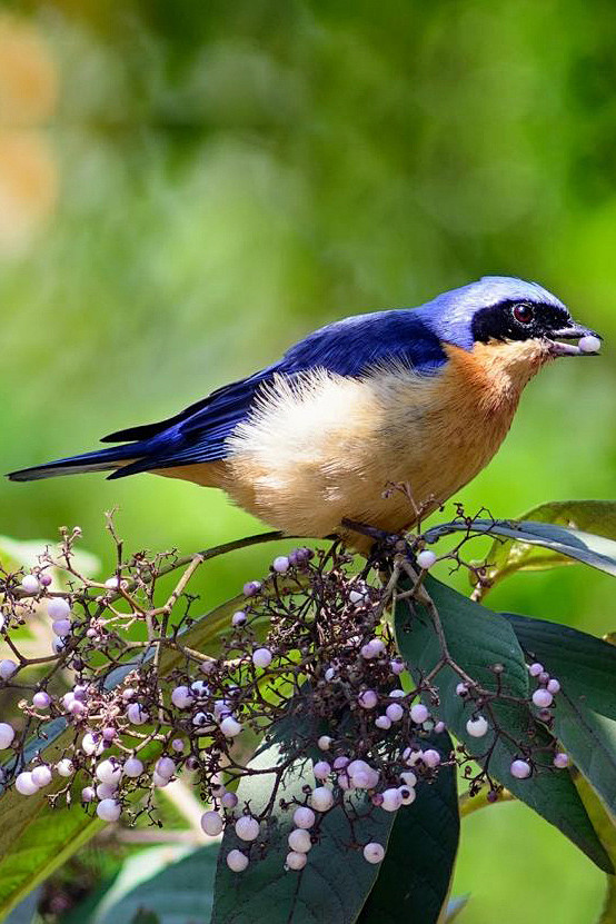 雀形目裸鼻雀科黄胸裸鼻雀属黄胸裸鼻雀