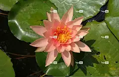 荷花 百合 睡莲 桃花辉 杂交种 花壁纸 睡莲科 花 池塘 水