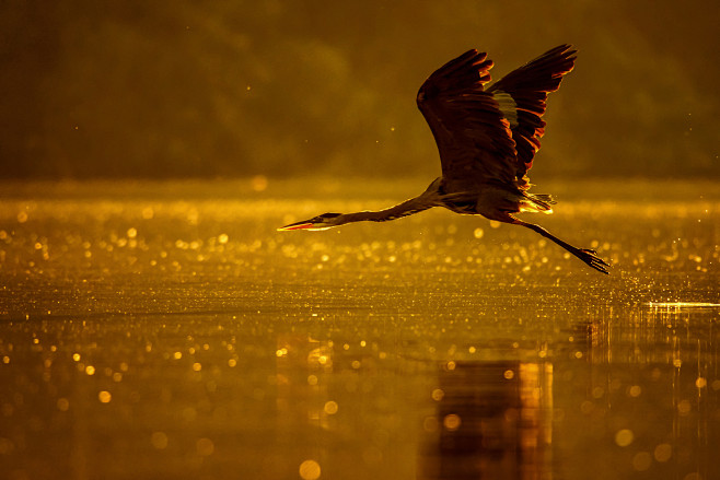 Great Blue Heron at ...