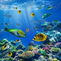 海底世界 【酷图网】海底世界,海底世界背景,梦幻海洋,梦幻海底世界,高清,超大,海洋世界,海底摄影,奇幻海底世界,唯美海底世界,海洋生物,鲨鱼,海豚,海底珊瑚,壁纸,大型高清海底,3D海底世界,海洋素材,海底世界壁画,海底世界壁纸,3D全景壁画,全景壁纸,立体画,海底生物,海洋节