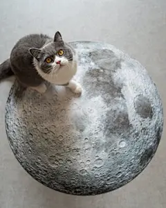 点击来源直接获取大图文件 |British Shorthair sitting on the puzzle of the moon