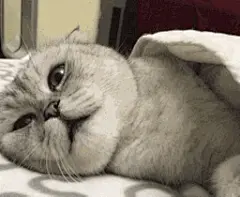 猫咪表情包 : 各种猫咪（和其他动物）的表情包，看到的都放这儿，就当一个云盘了。 
