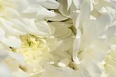 花卉 自由背景 美丽的花朵 自然 桌面背景 免费壁纸 壁纸4K