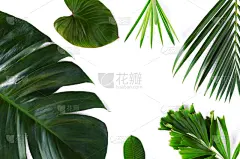 叶子,个性,自然美,白色背景,动机,鸡尾酒,绿色,美,艺术,水平画幅