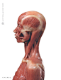 AnatomyTools.com