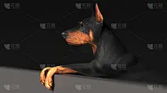 杜宾狗在一个海报板3d插图