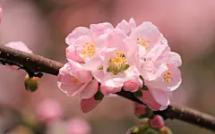 杏花怒放高清宽屏壁纸桌面壁纸1