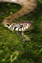 草蛇(Natrix Natrix)成人，头部特写，在水草池，牛津郡，英格兰，英国，欧洲图片下载