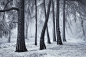 Winter frosty forest in the Ore Mountains - Czech republic 