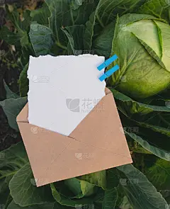 这是一个男孩。信封里的信。空白白纸与自由复制空间的文本发现在卷心菜。新生卡，邀请或贺卡设计模板