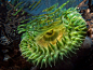 Photo: Green anemone underwater near Vancouver Island