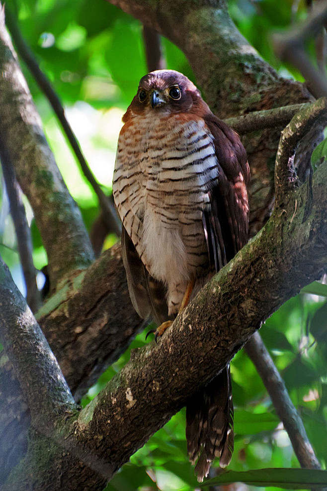 隼形目隼科林隼属斑林隼