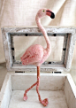 Needle felted Flamingo4 by natsuko.m,