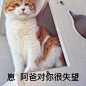 转发这条锦鲤你就 ​​​​ 来自著名网黄猫日 - 微博