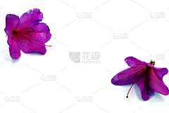 纯白背景的杜鹃花花瓣宛如艺术
