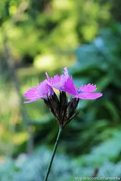 须苞石竹（Dianthus barbatus L.）又名美国石竹、十样锦和五彩石竹，石竹科多年生草本，高30-60厘米，茎直立，叶片披针形，花多数，集成头状，花瓣具长爪，瓣片卵形，通常红紫色，有白点斑纹，蒴果卵状长圆形，种子褐色，扁卵形，花果期5-10月。须苞石竹原产欧洲，现我国各地栽培供观赏。须苞石竹性耐寒而不耐酷暑，喜向阳、高燥、通风，和排水良好的肥沃壤土。须苞石竹在园林中可用于花坛、花境、花台或盆栽，也可用于岩石园和草坪边缘点缀。