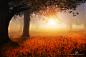 Photograph Atrezzo del bosque by Alvar Astúlez on 500px