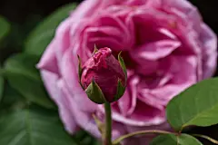 牡丹花高清摄影素材