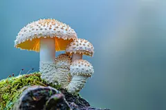 木干食用菌食材高清图片