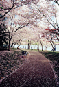 Tidal Basin, Washington, USA(by Lindeberg Feller）。美国华盛顿潮汐湖位于国家广场西南，湖边栽种着从日本引进的几千棵樱花树，这里的吉野樱花花朵大，且先开花后长叶，观赏樱花的的效果甚至比在日本还强。每年三…