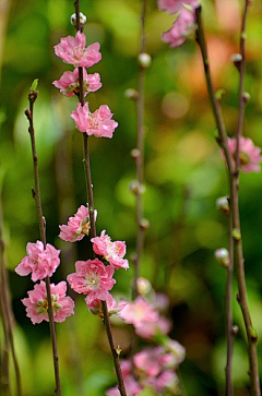 G高采集到陌上花开