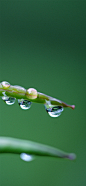 清明8
