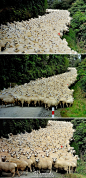 摄影师Yair Tzur在新西兰乡间小道遇见绵延半英里、赶路中的绵羊大军，他拿起相机拍照，于是绵羊全都回过头来看他……