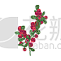 北极,白色,分离着色,叶子,华丽的,部分,食品,熟的,植物群,北方蟾蜍