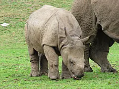 犀牛大型动物摄影素材