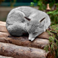 A silver fox.: 