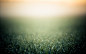 minimalistic grass bokeh dew blurred - Wallpaper (#2067441) / Wallbase.cc