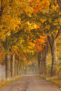 秋天,路,垂直画幅,早晨,夏天,气候与心情,四季,想法,戏剧性的景观,彩色图片