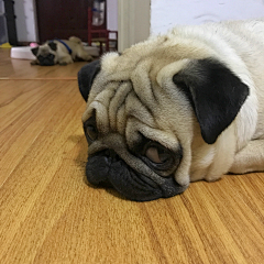 Gwen雯子采集到仔仔的日常