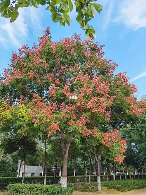 栾树-花瓣网