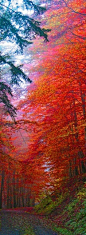 Autumn splendor, Saxony, Germany